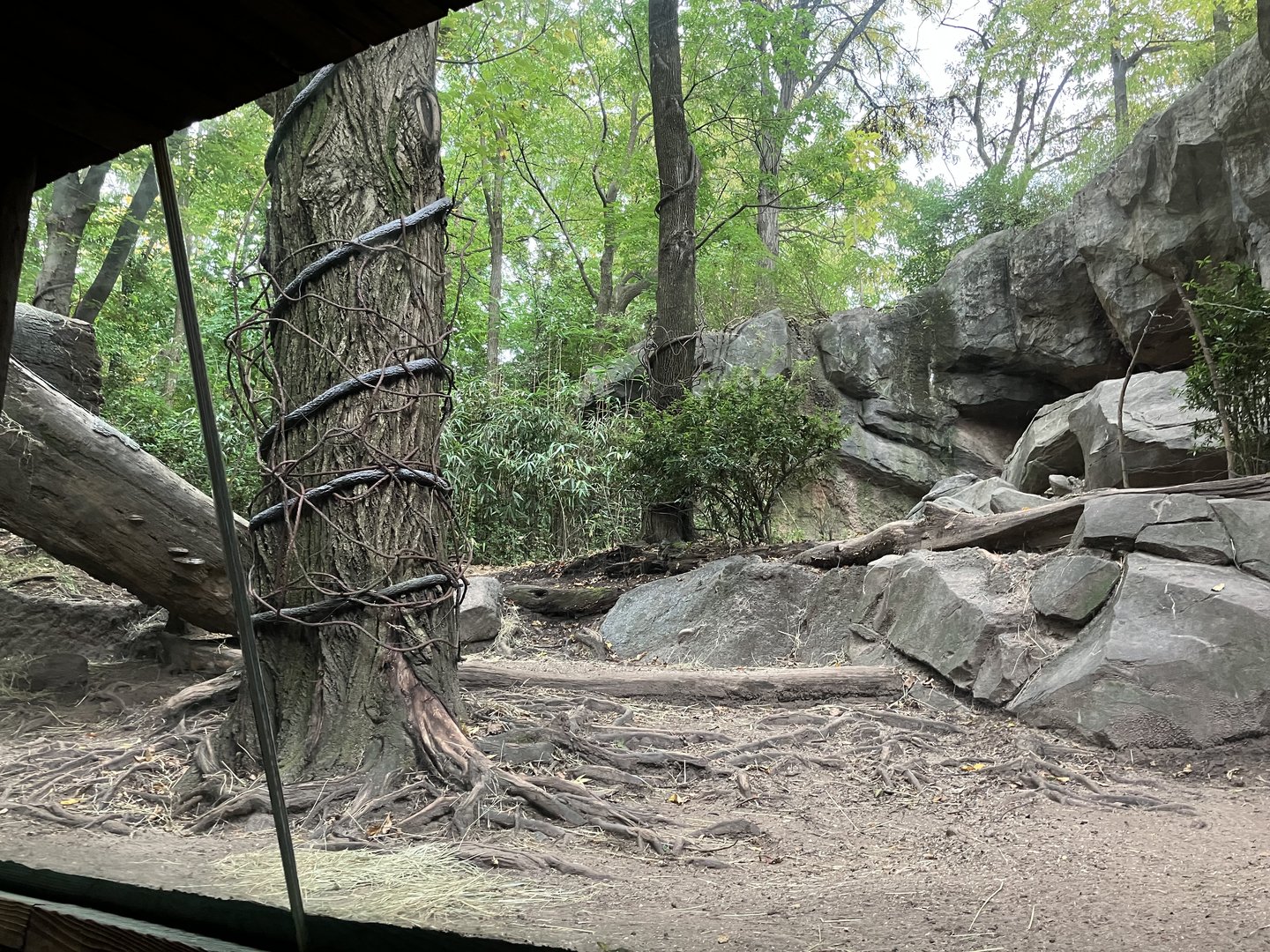 Congo Gorilla Forest - Western Lowland Gorilla Exhibit