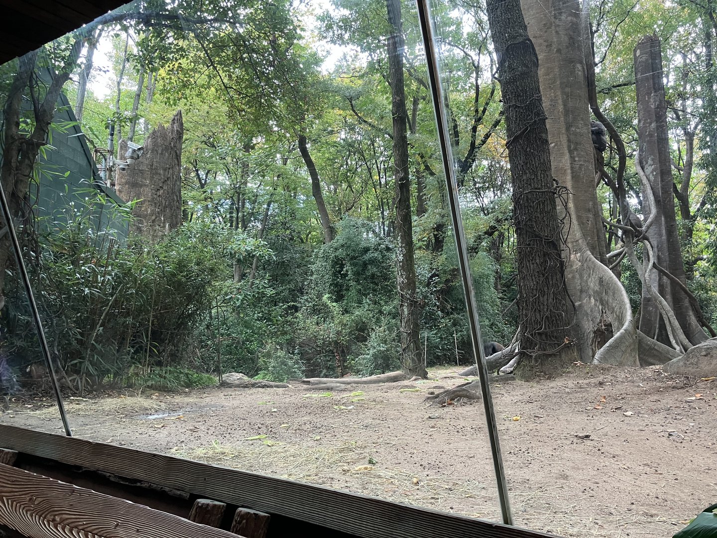 Congo Gorilla Forest - Western Lowland Gorilla Exhibit