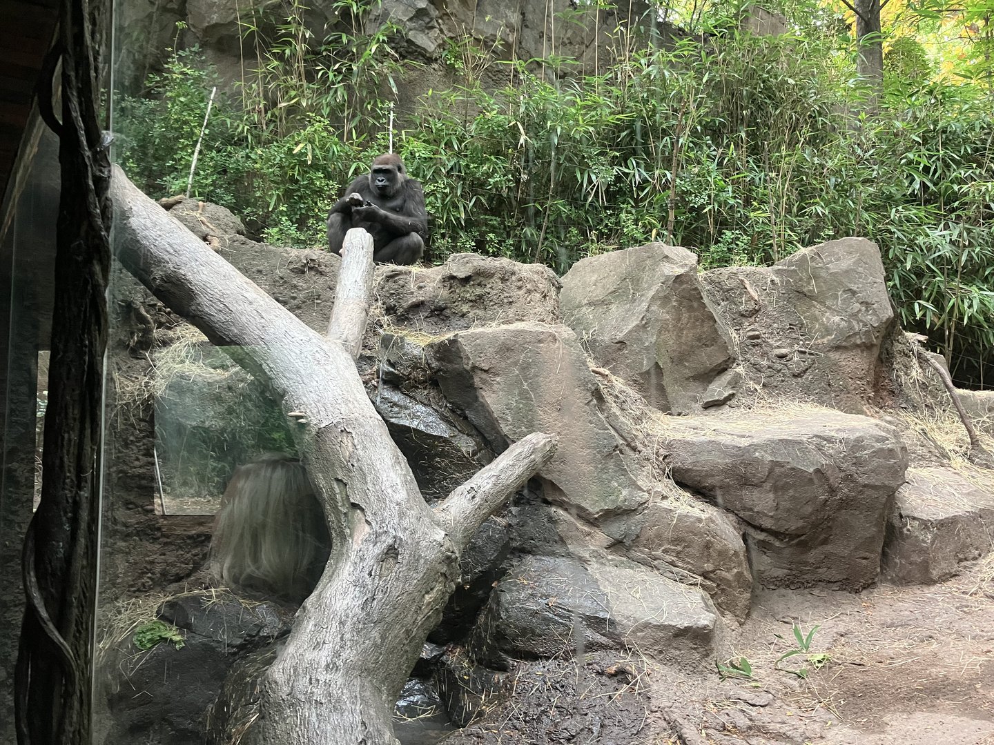 Congo Gorilla Forest - Western Lowland Gorilla Exhibit