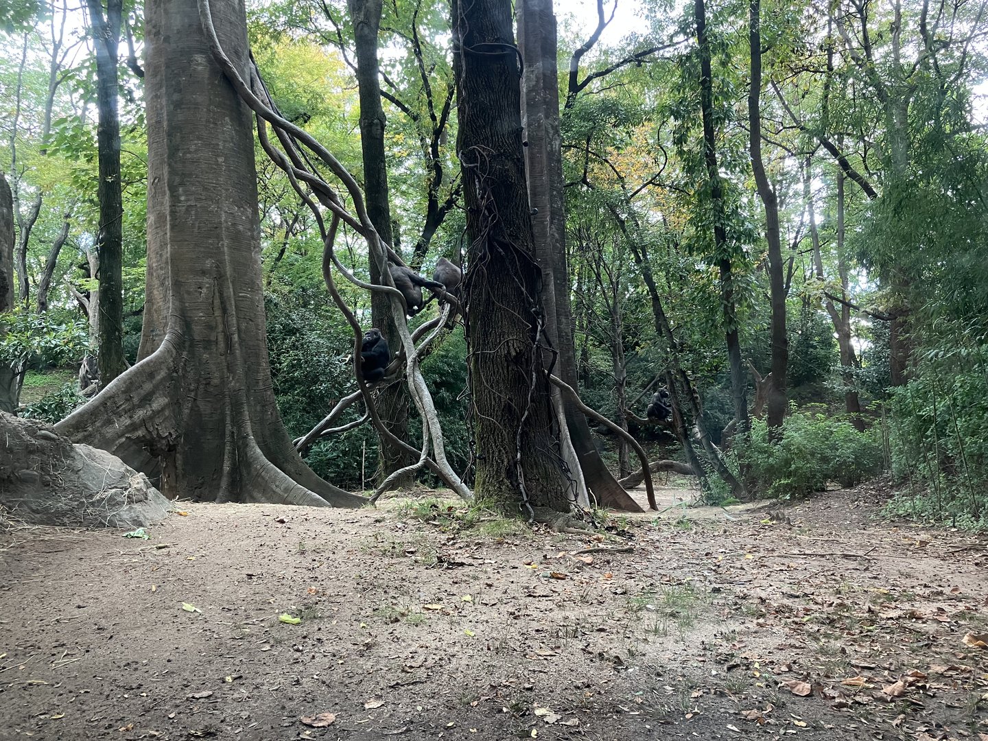 Congo Gorilla Forest - Western Lowland Gorilla Exhibit