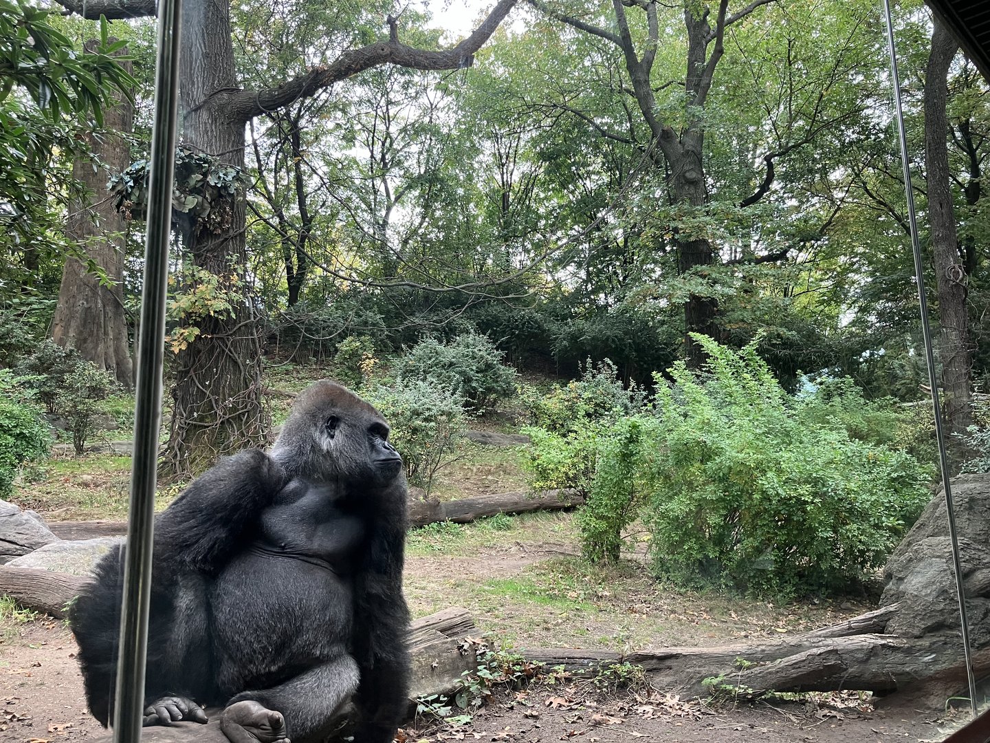Congo Gorilla Forest - Western Lowland Gorilla Forest Exhibit