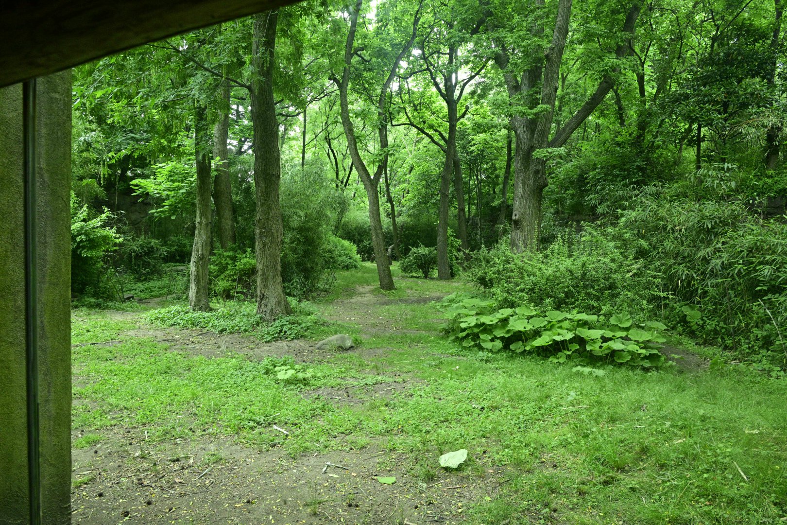 Congo Gorilla Forest - Western Lowland Gorilla (Gorilla gorilla gorilla) Exhibit