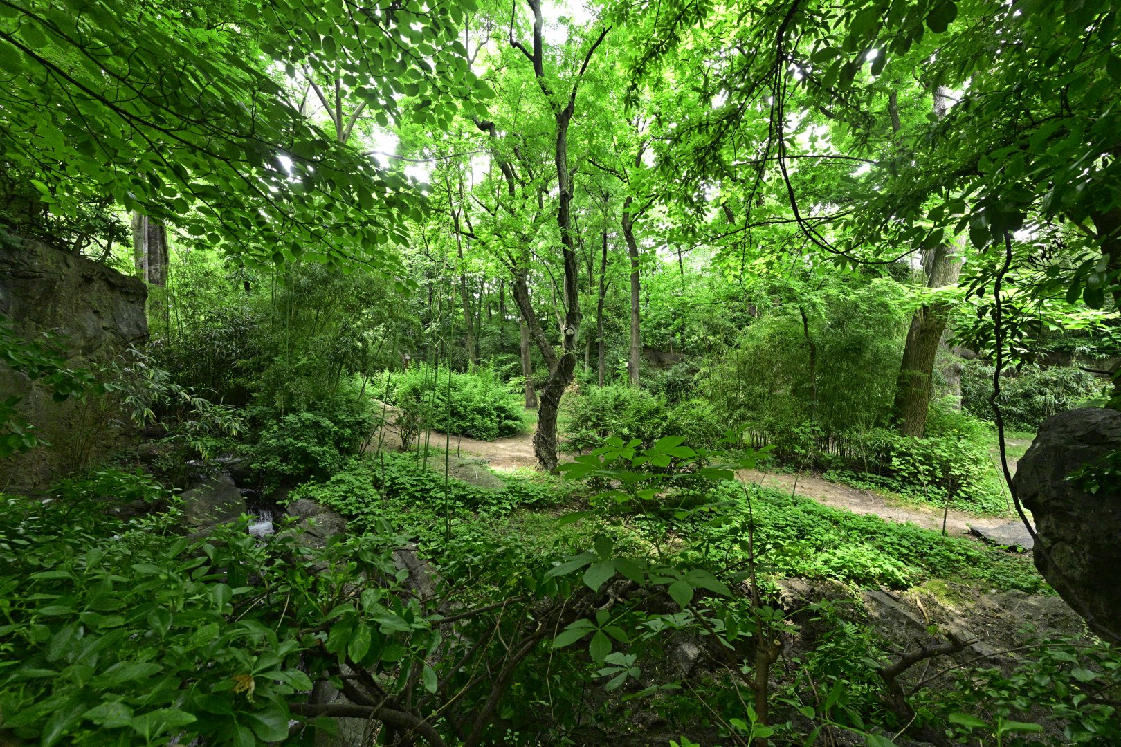 Congo Gorilla Forest - Western Lowland Gorilla (Gorilla gorilla gorilla) Exhibit