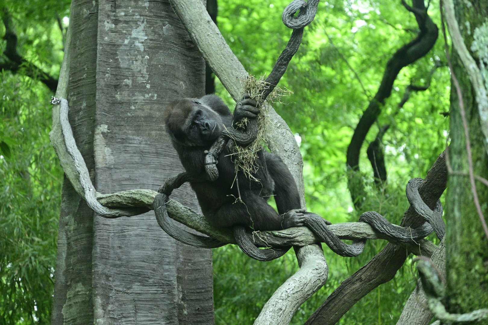Congo Gorilla Forest - Western Lowland Gorilla (Gorilla gorilla gorilla) in the Trees