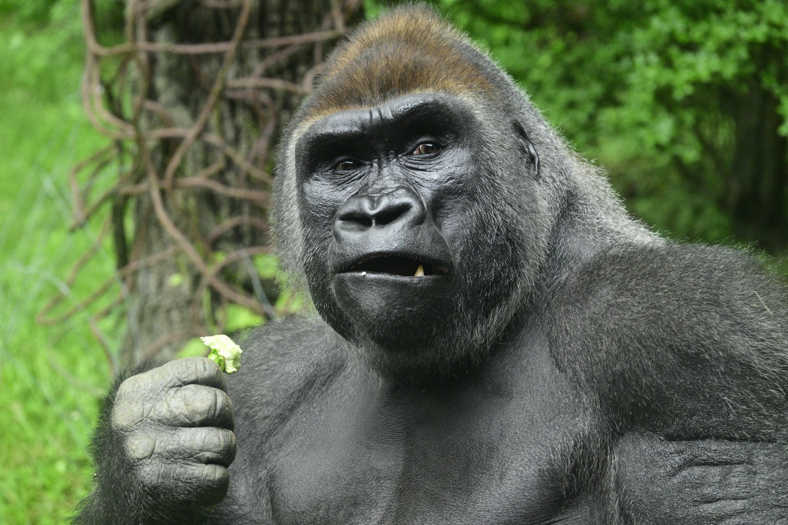 Congo Gorilla Forest - Western Lowland Gorilla (Gorilla gorilla gorilla)