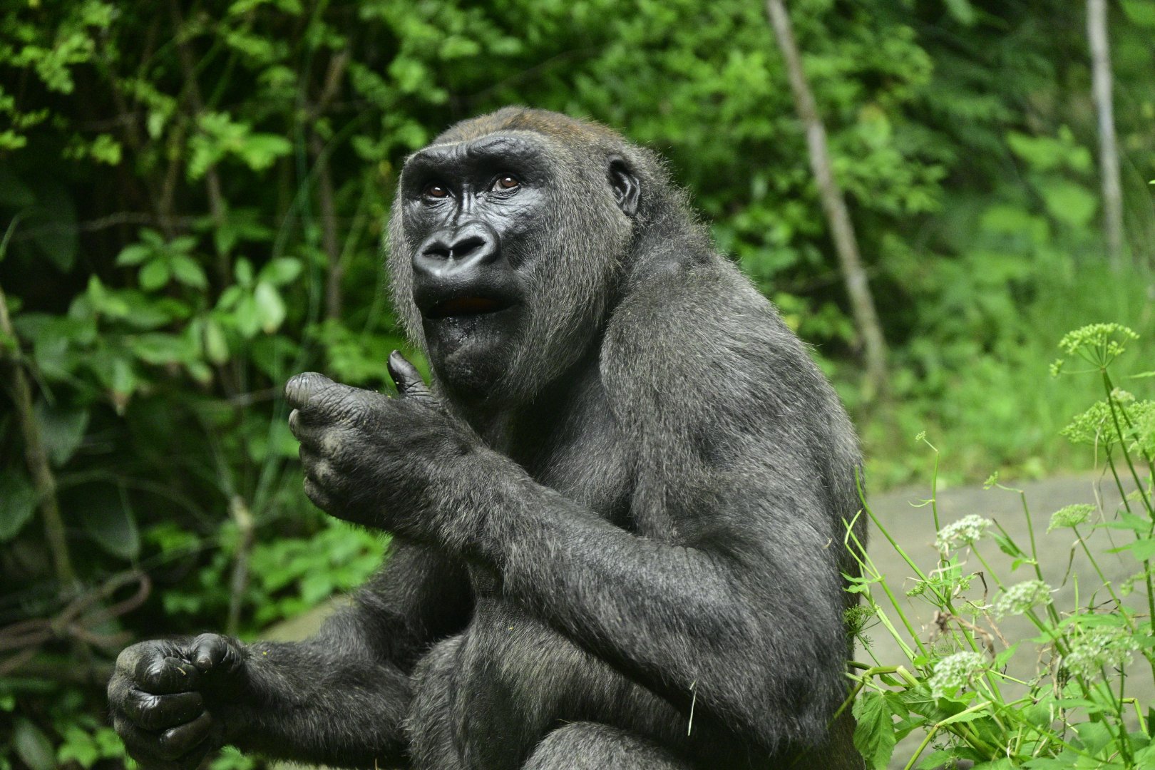 Congo Gorilla Forest - Western Lowland Gorilla (Gorilla gorilla gorilla)