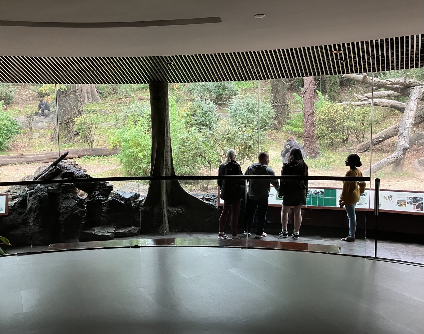 Congo Gorilla Forest - Western Lowland Gorilla Viewing