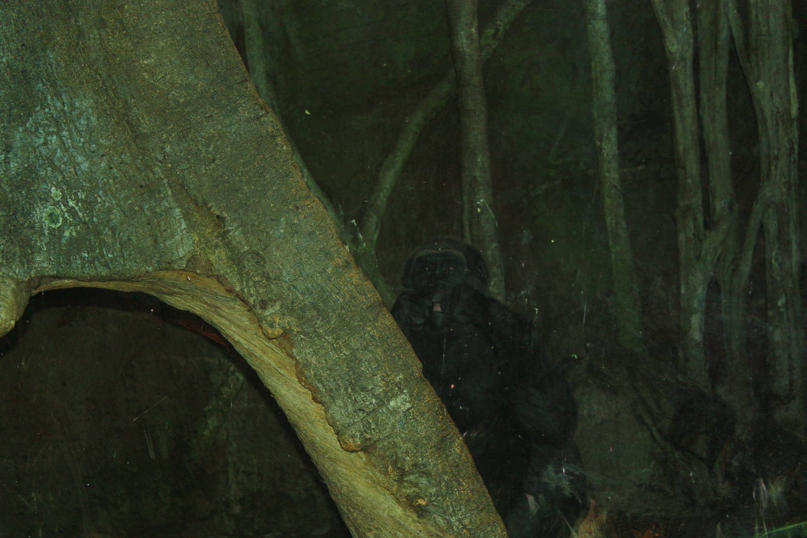 Congo Gorilla Forest- Western Lowland Gorilla