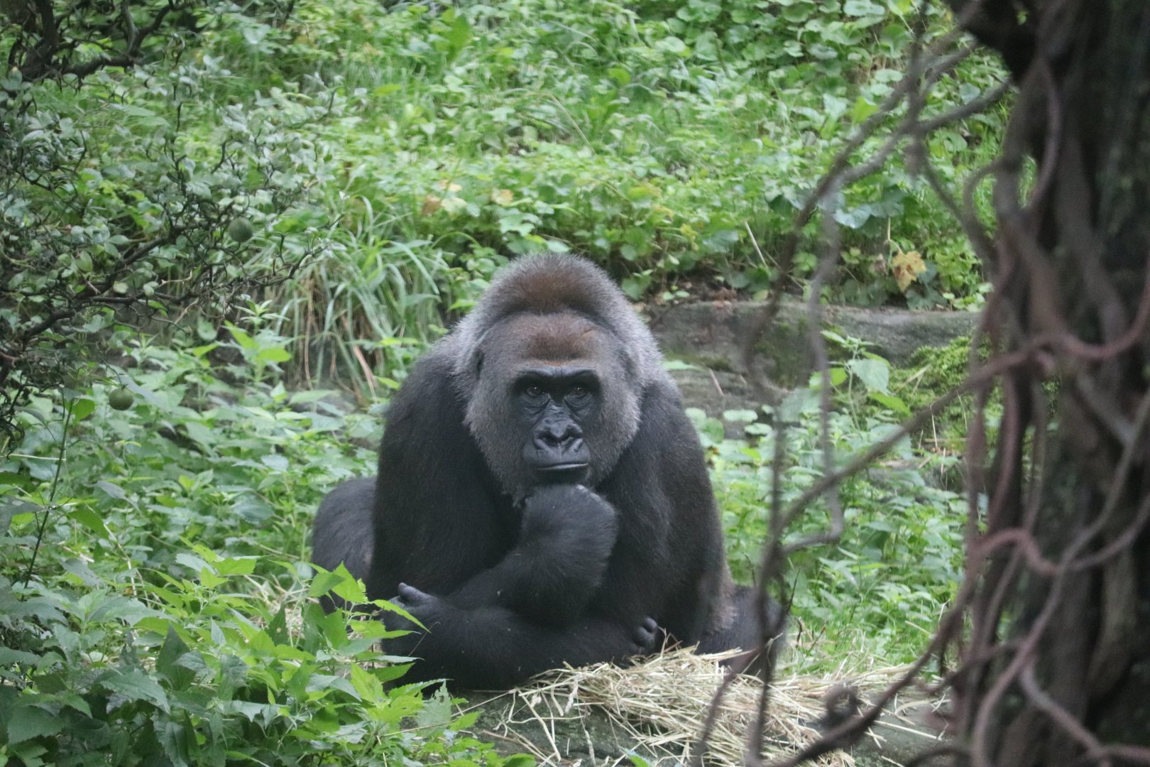Congo Gorilla Forest - Western Lowland Gorilla