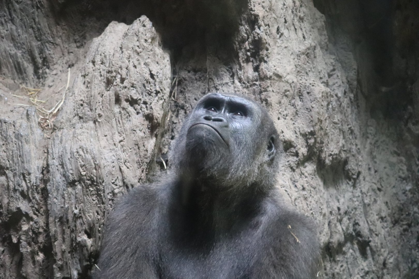 Congo Gorilla Forest - Western Lowland Gorilla