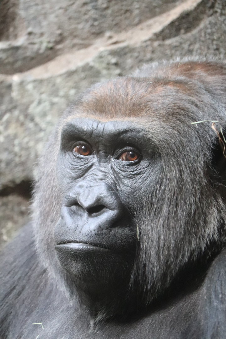 Congo Gorilla Forest - Western Lowland Gorilla