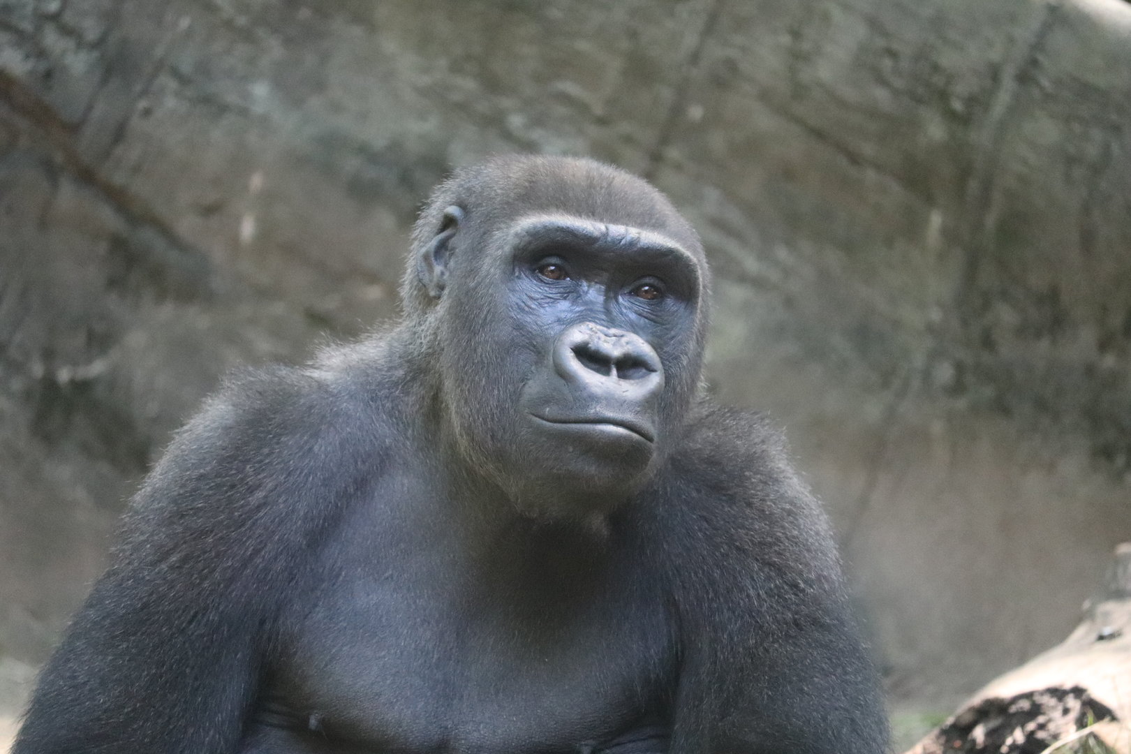 Congo Gorilla Forest - Western Lowland Gorilla