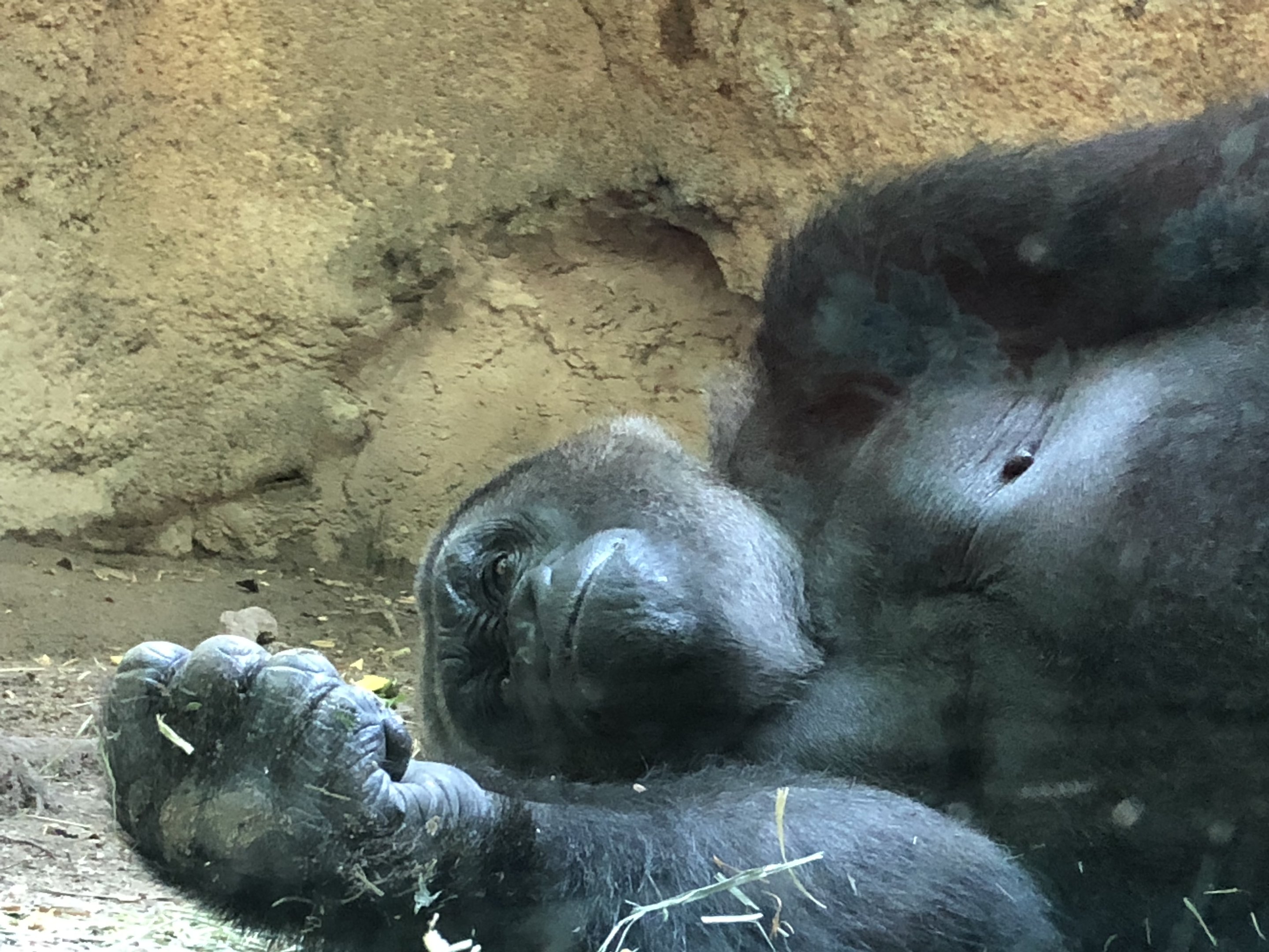 Congo Gorilla Forest, Western Lowland Gorilla