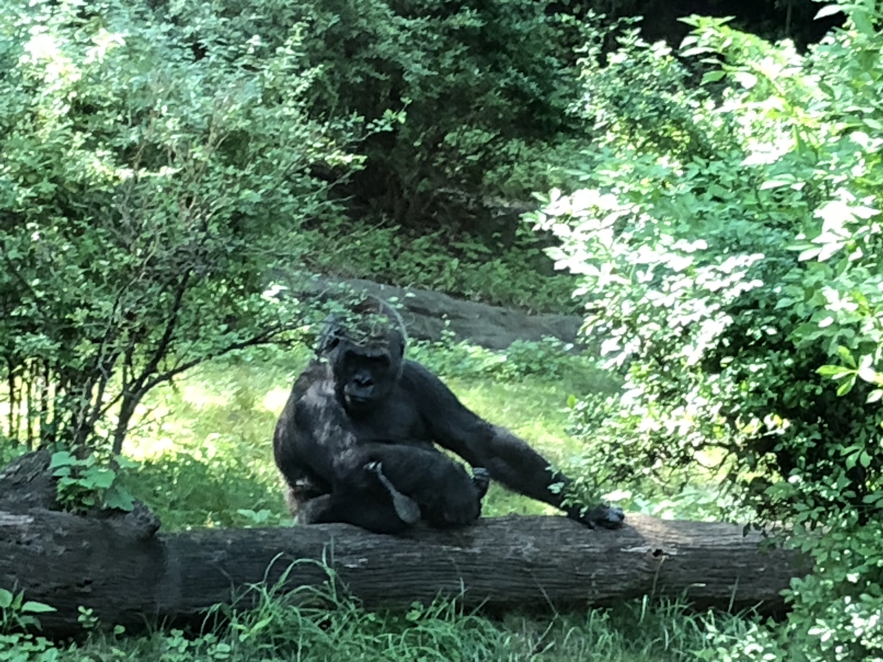 Congo Gorilla Forest, Western Lowland Gorilla