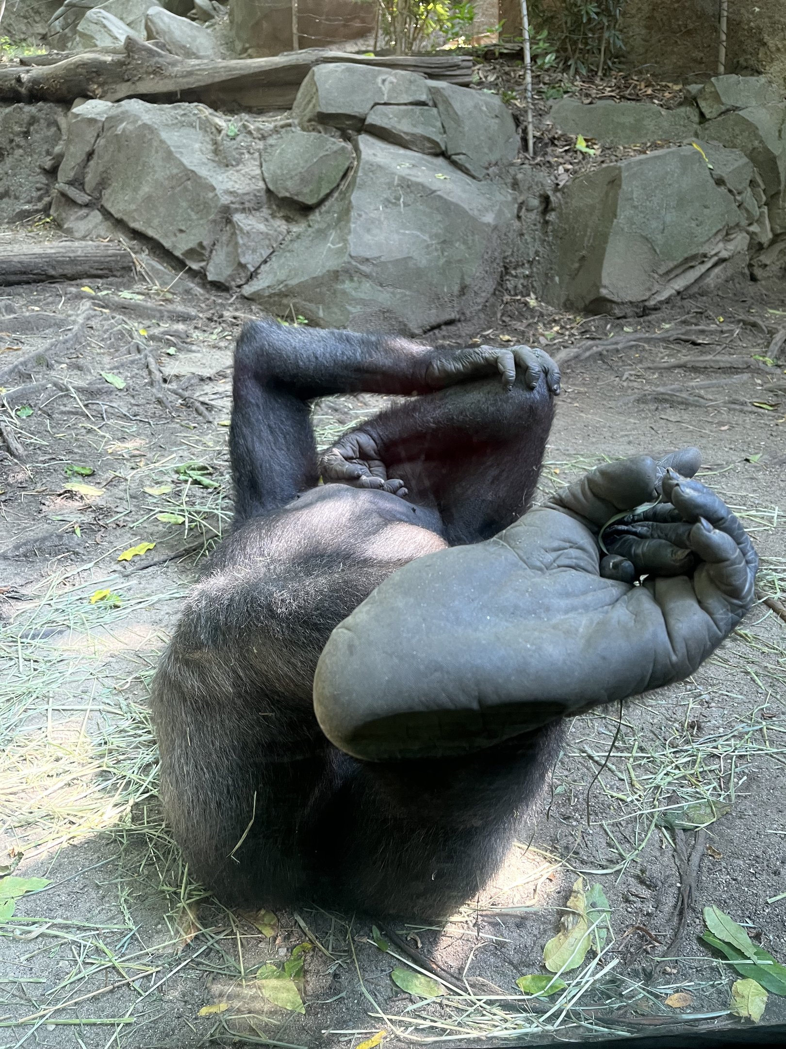 Congo Gorilla Forest, Western Lowland Gorilla