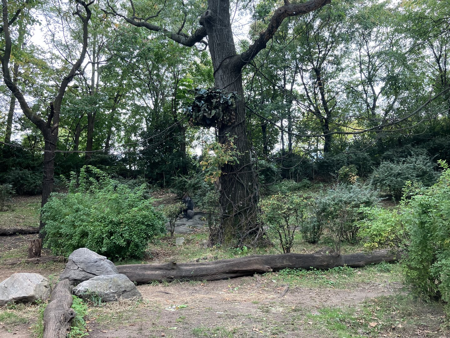 Congo Gorilla Forest - Western Lowland Gorilla