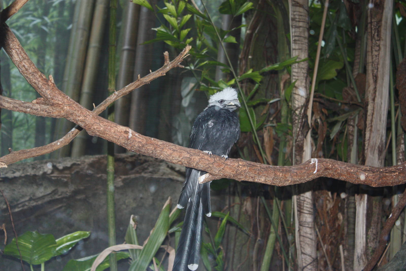 Congo Gorilla Forest- White-Crested Hornbill