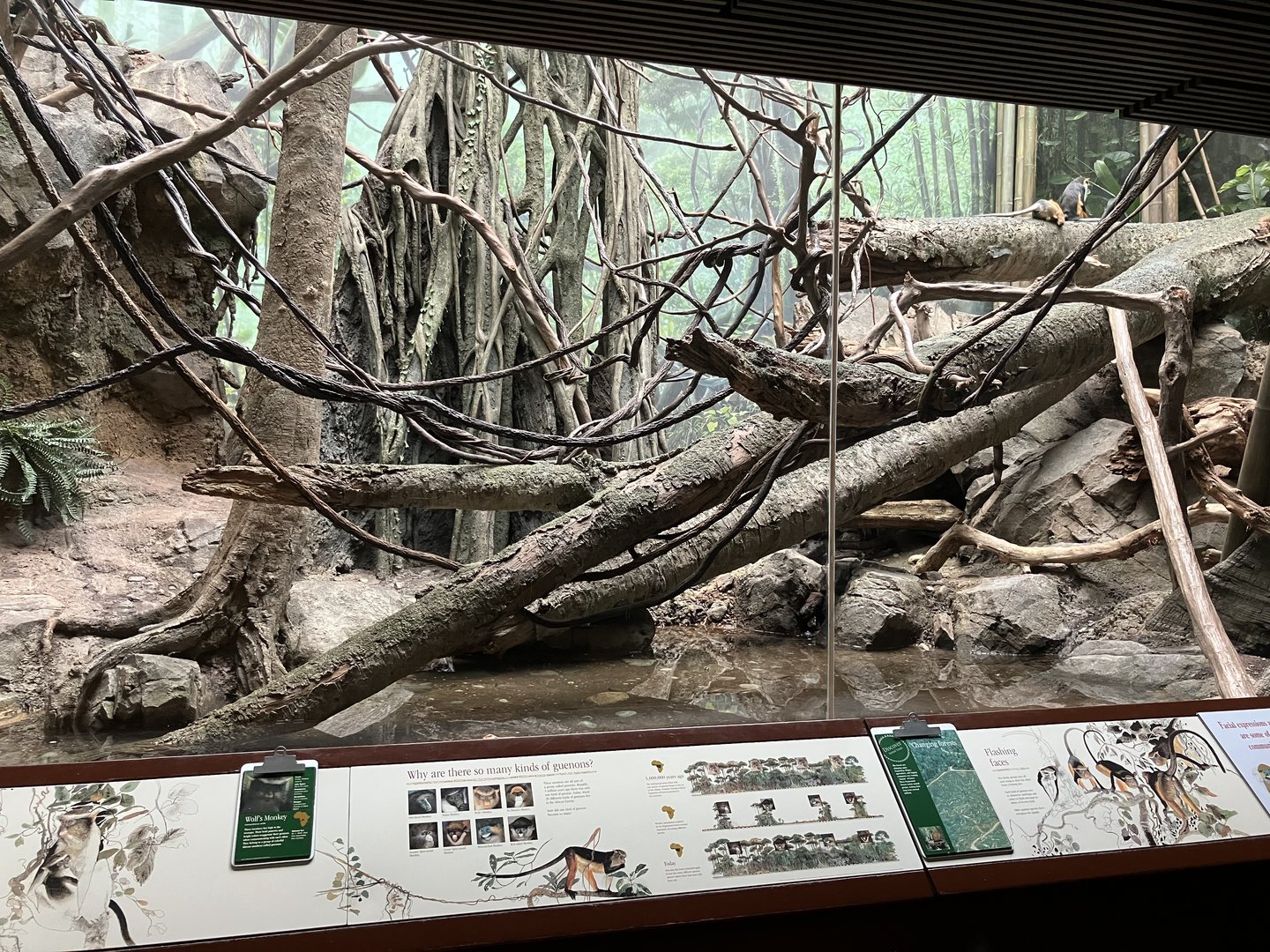 Congo Gorilla Forest - Wolf’s Guenon Exhibit