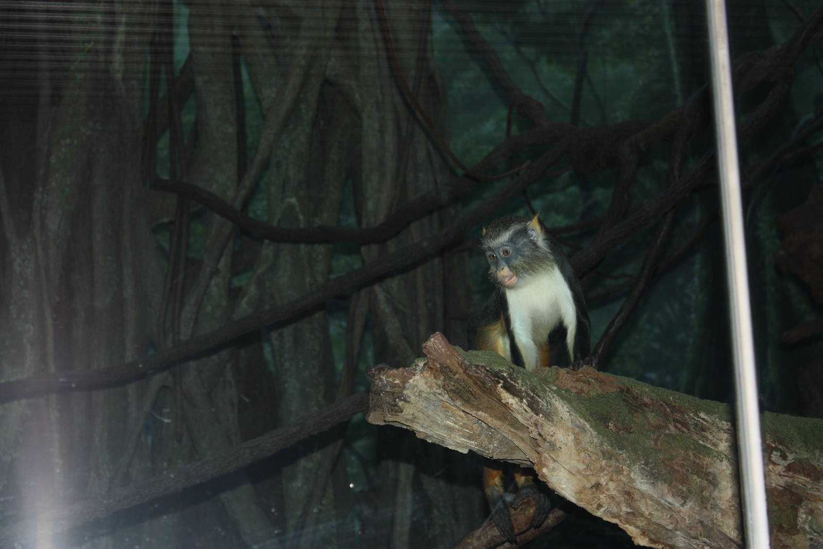 Congo Gorilla Forest- Wolf's Guenon