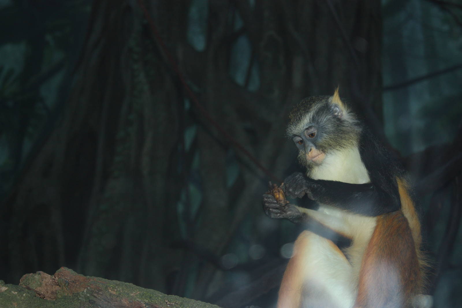 Congo Gorilla Forest- Wolf's Guenon