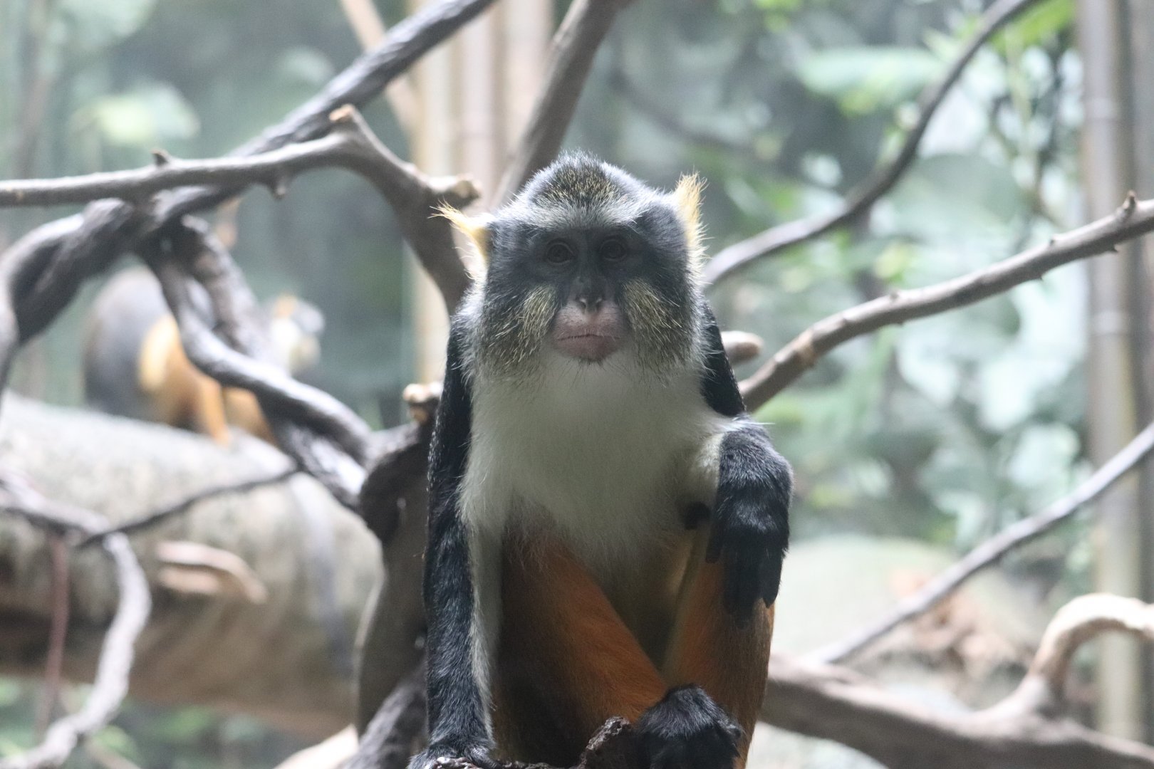 Congo Gorilla Forest - Wolf’s Mona Monkey