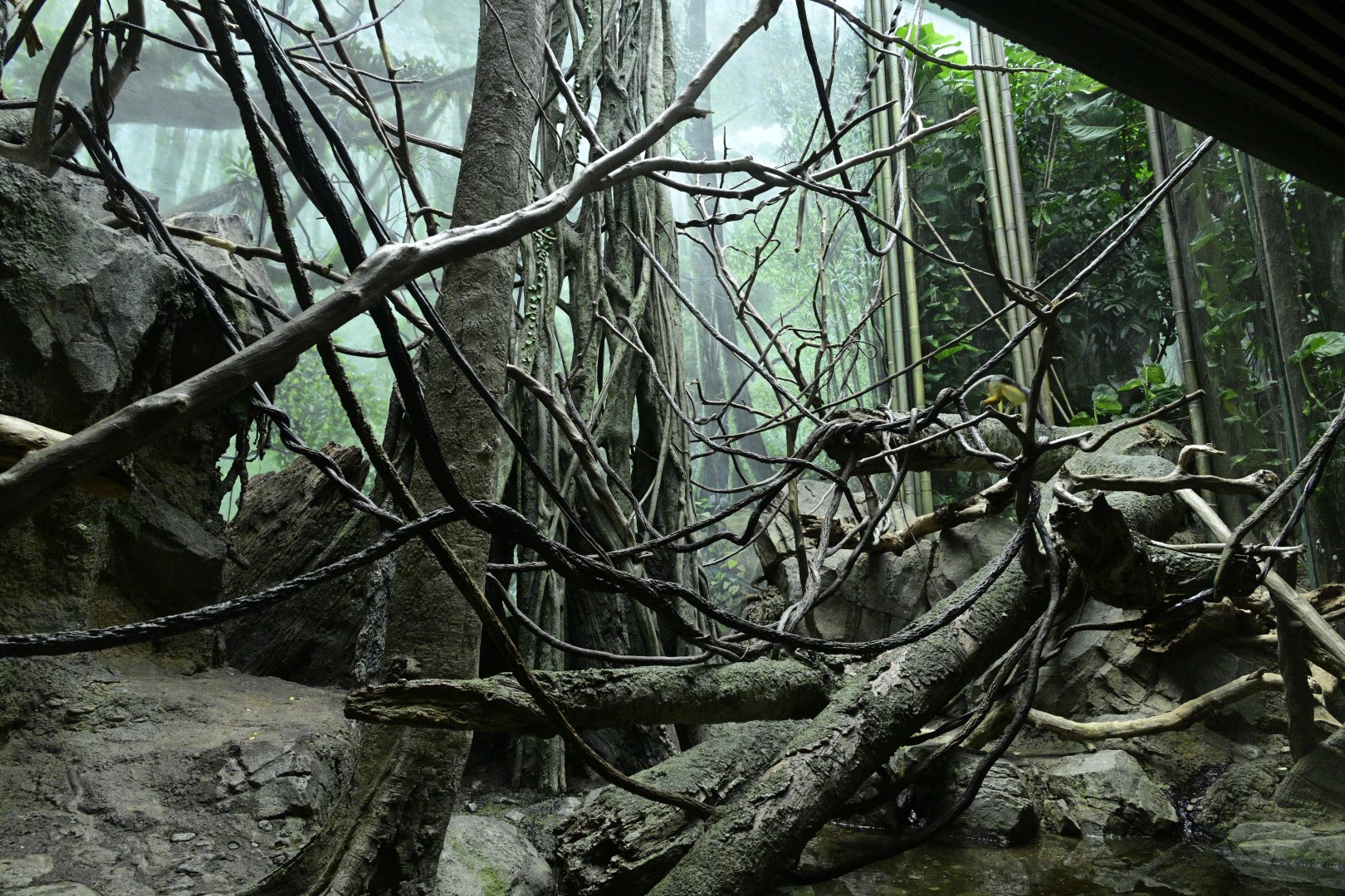 Congo Gorilla Forest - Wolf's Monkey (Cercopithecus wolfi) Exhibit