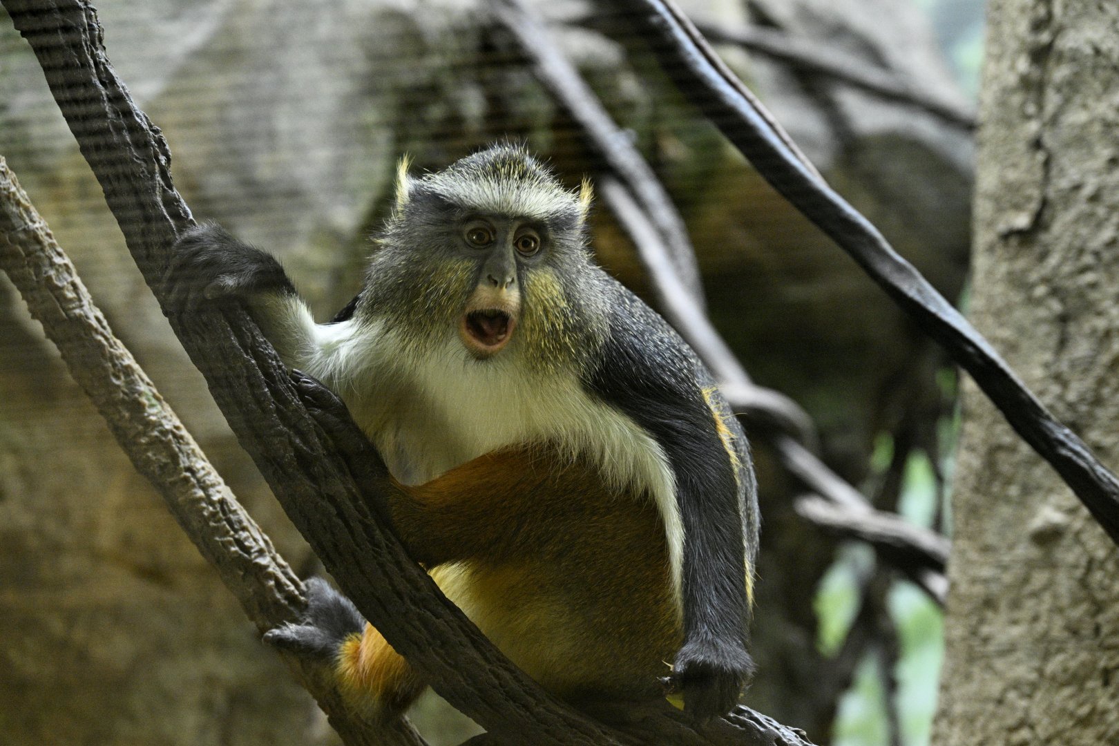 Congo Gorilla Forest - Wolf's Monkey (Cercopithecus wolfi)