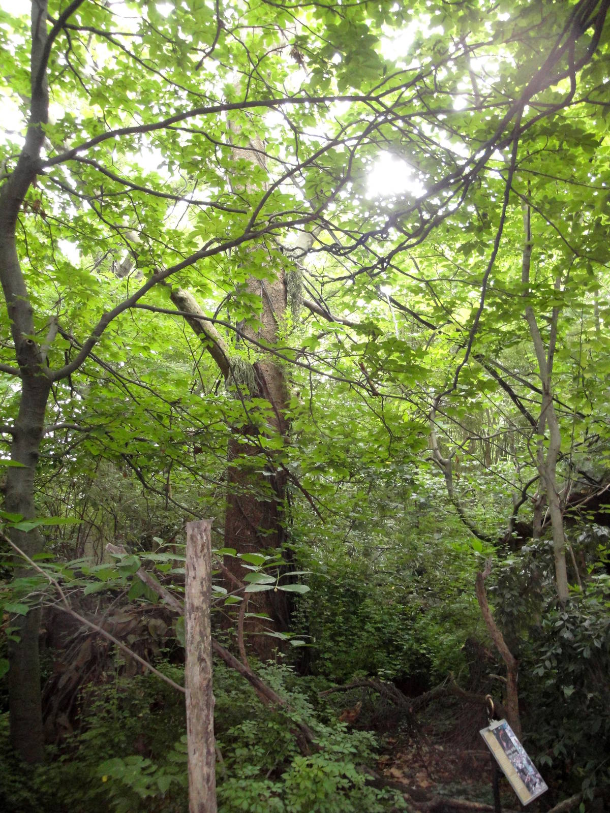 Congo Gorilla Forest