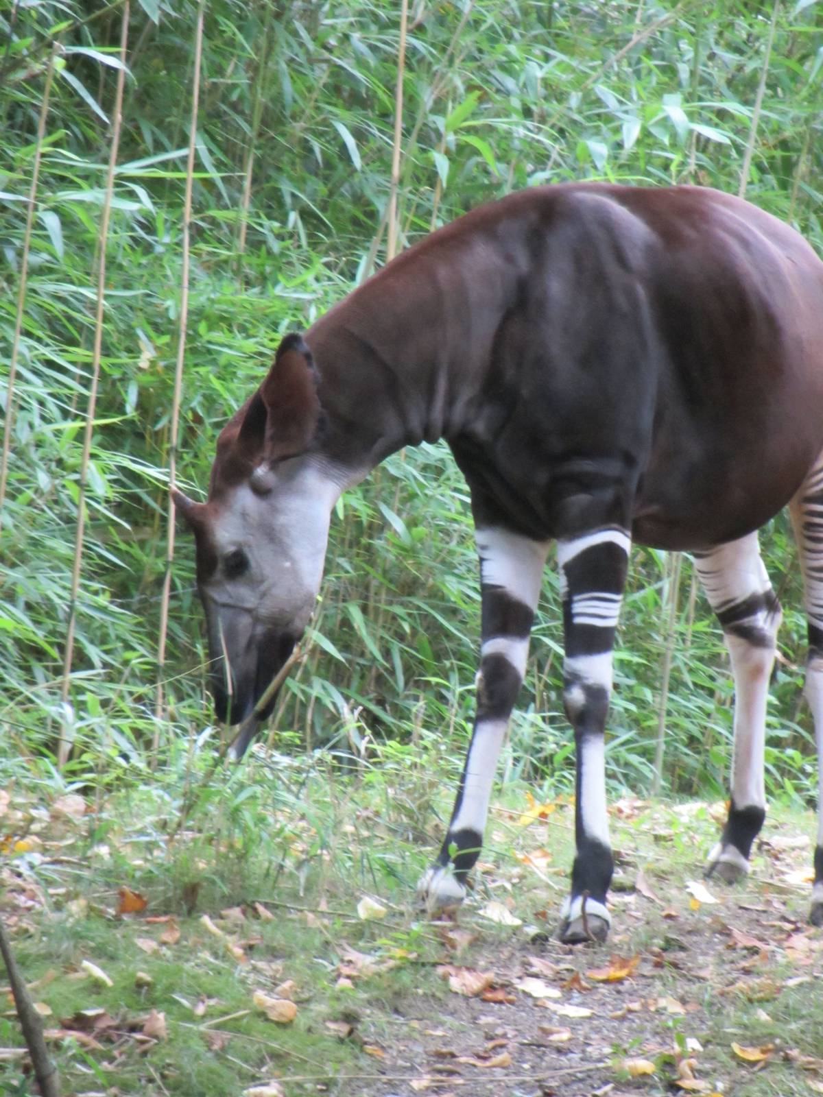 Congo Gorilla Forest