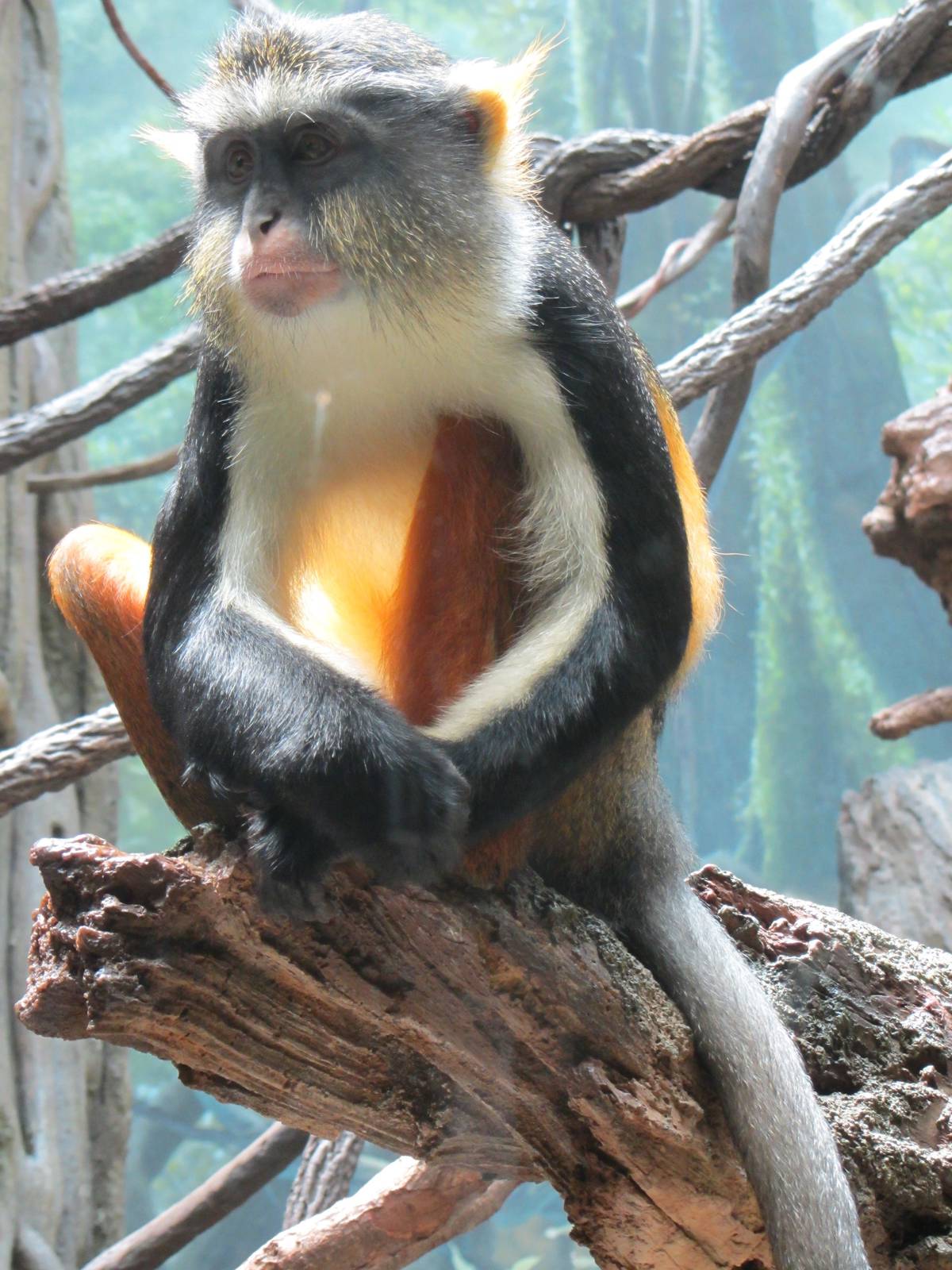 Congo Gorilla Forest