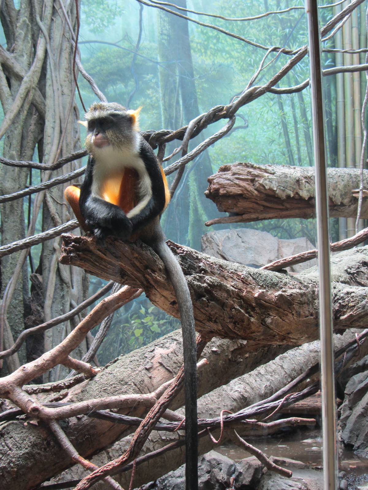 Congo Gorilla Forest