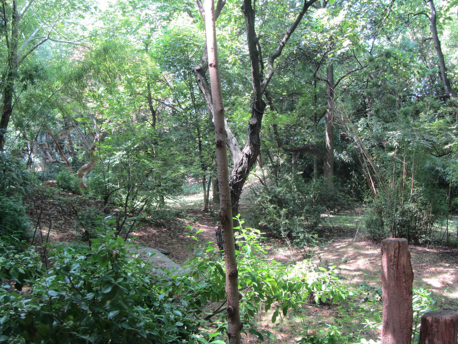 Congo Gorilla Forest