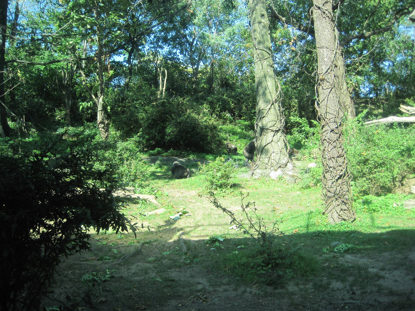 Congo Gorilla Forest