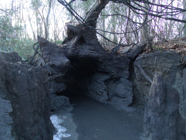 Congo Gorilla Forest