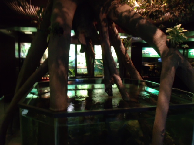 Congo Gorilla Forest