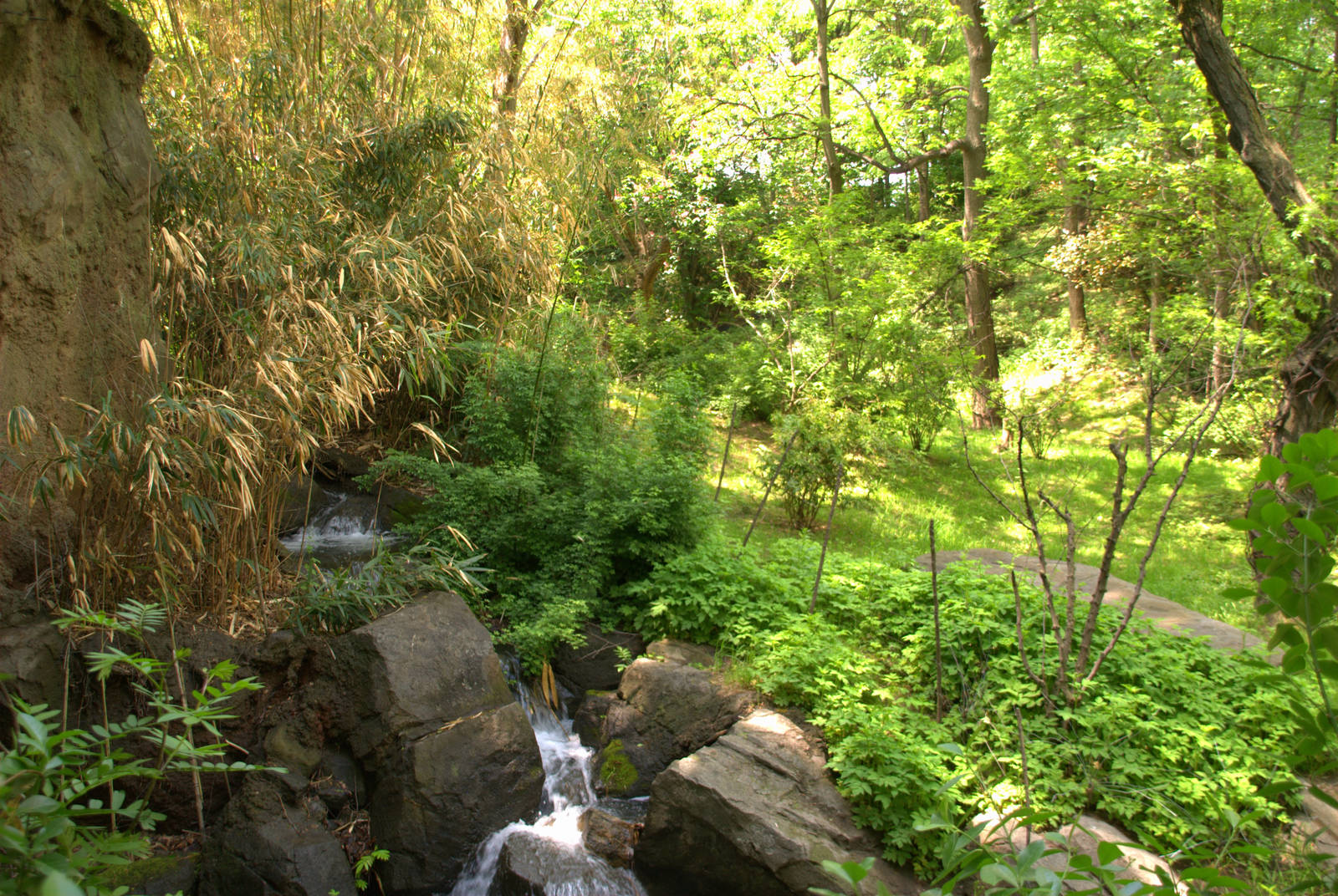 Congo Gorilla Forest