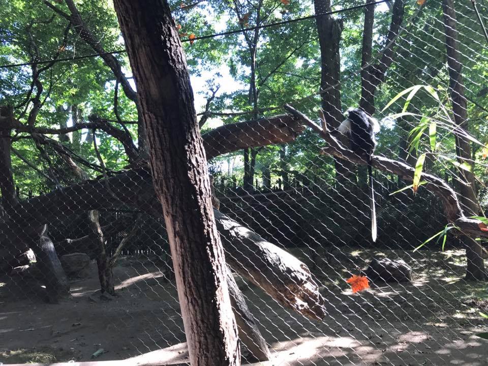 Congo Gorilla Forest