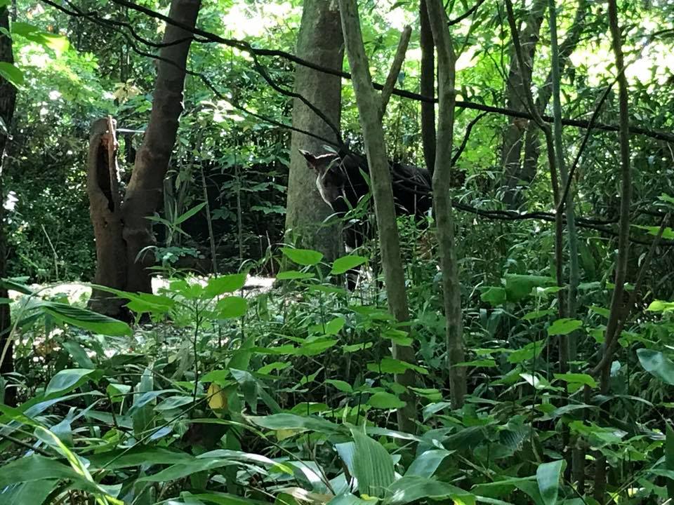 Congo Gorilla Forest