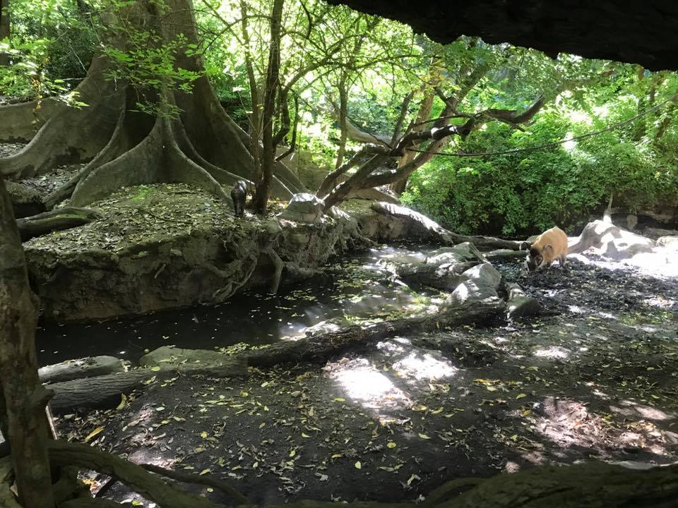 Congo Gorilla Forest