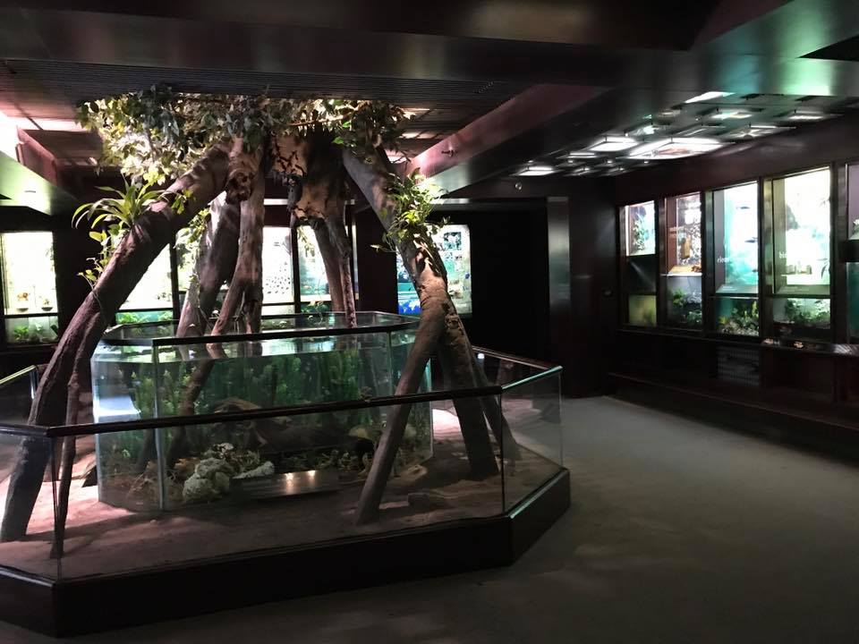 Congo Gorilla Forest