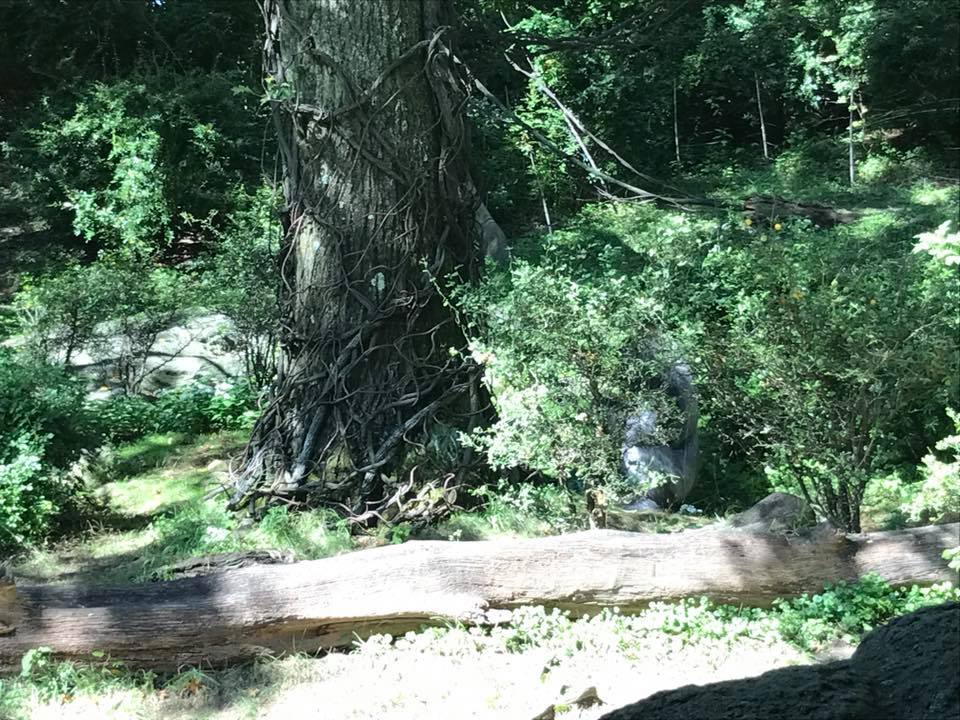 Congo Gorilla Forest