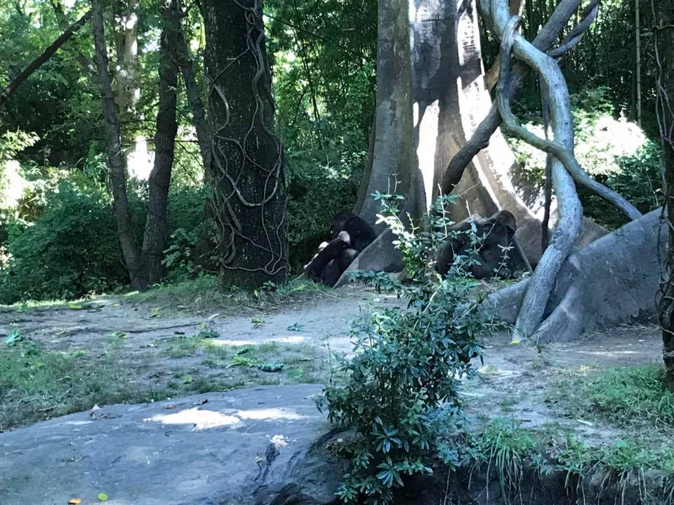 Congo Gorilla Forest