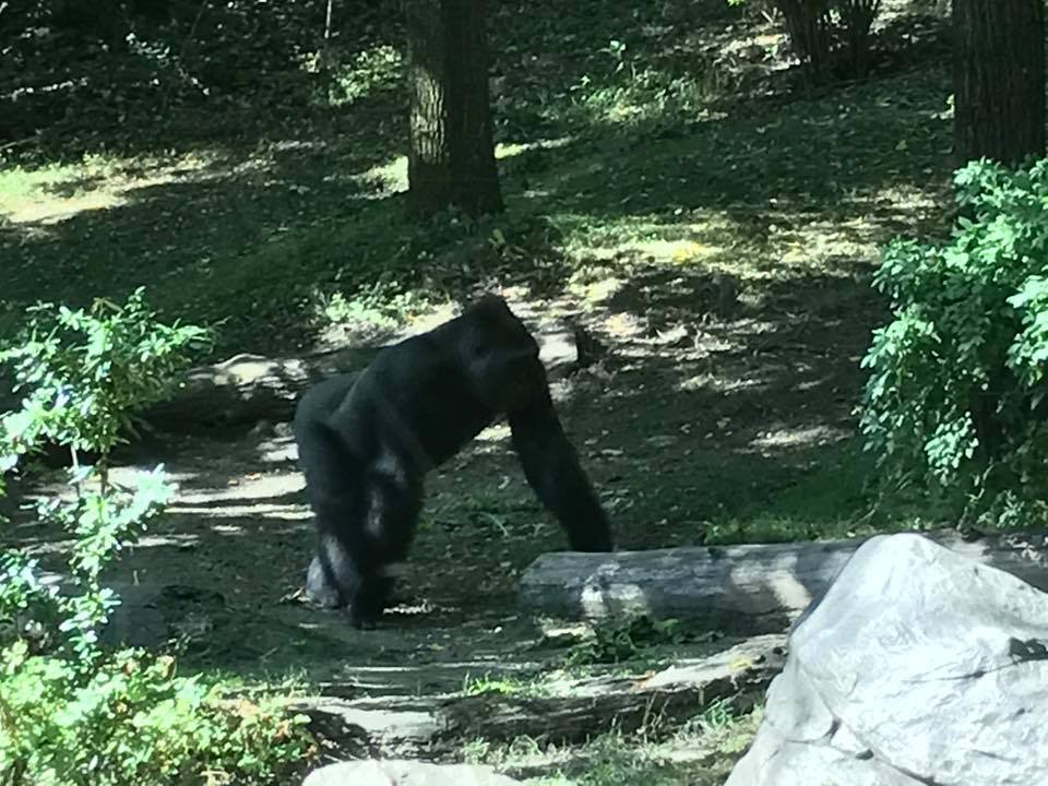 Congo Gorilla Forest