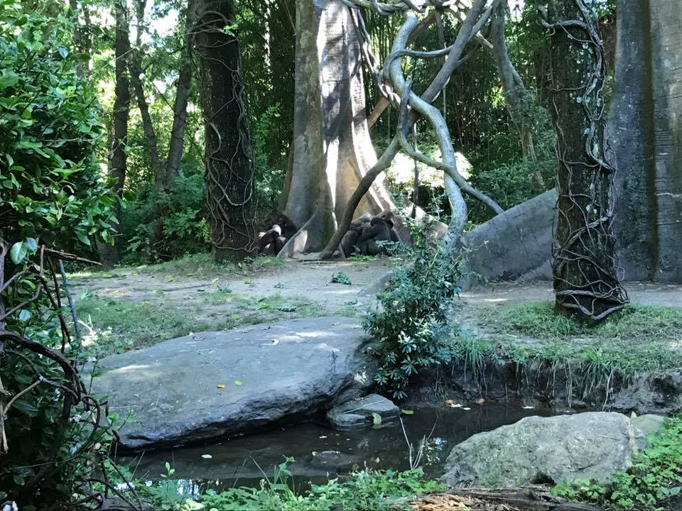 Congo Gorilla Forest