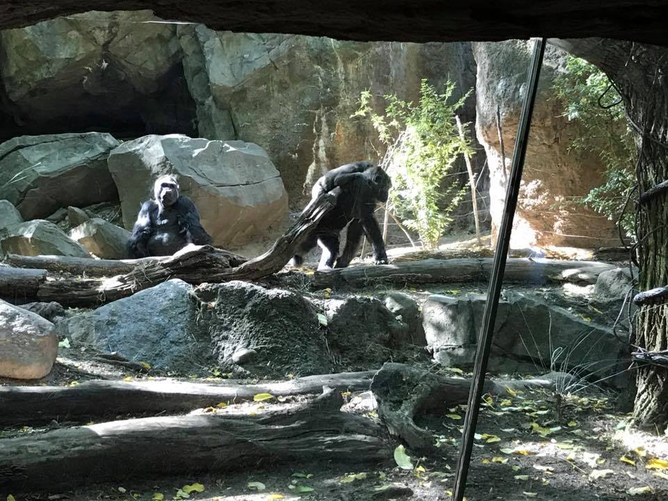 Congo Gorilla Forest