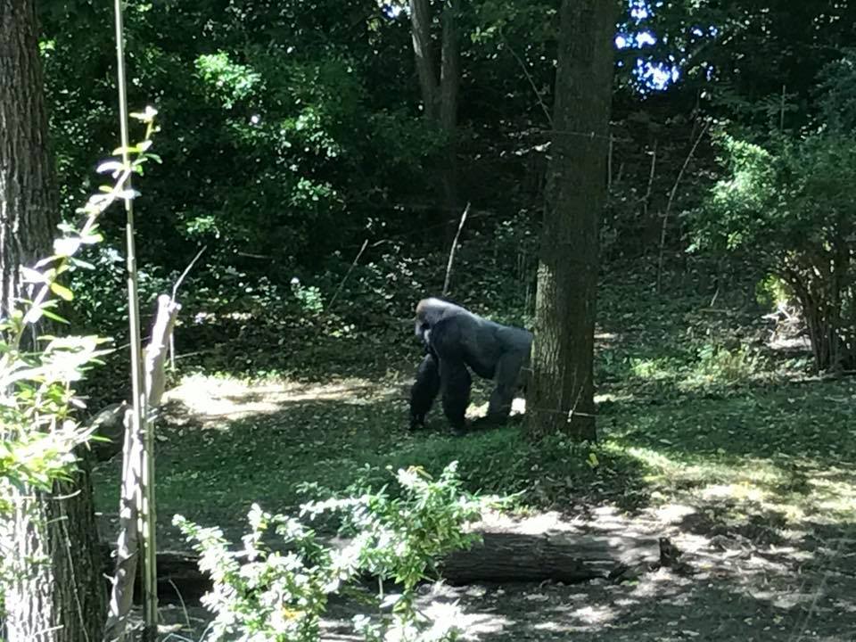 Congo Gorilla Forest