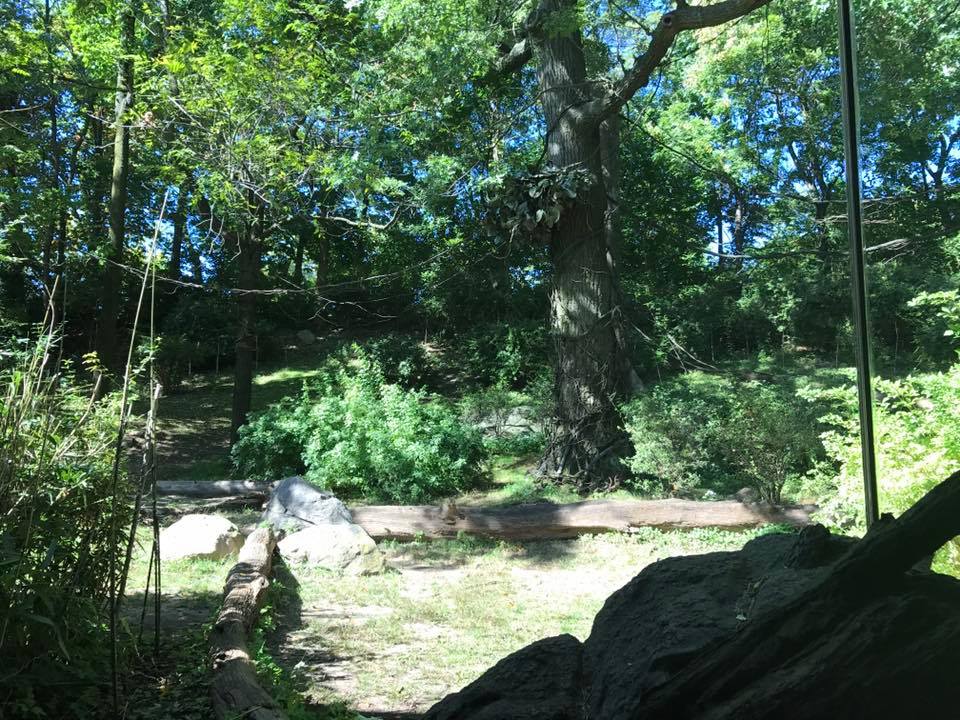 Congo Gorilla Forest