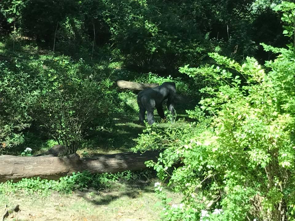 Congo Gorilla Forest