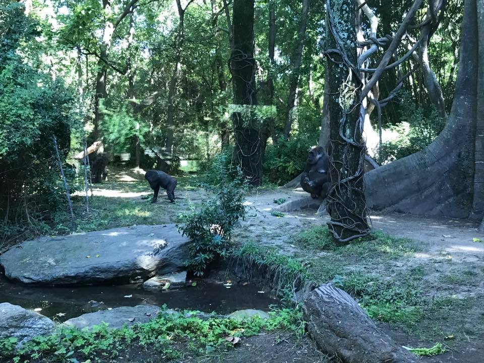 Congo Gorilla Forest