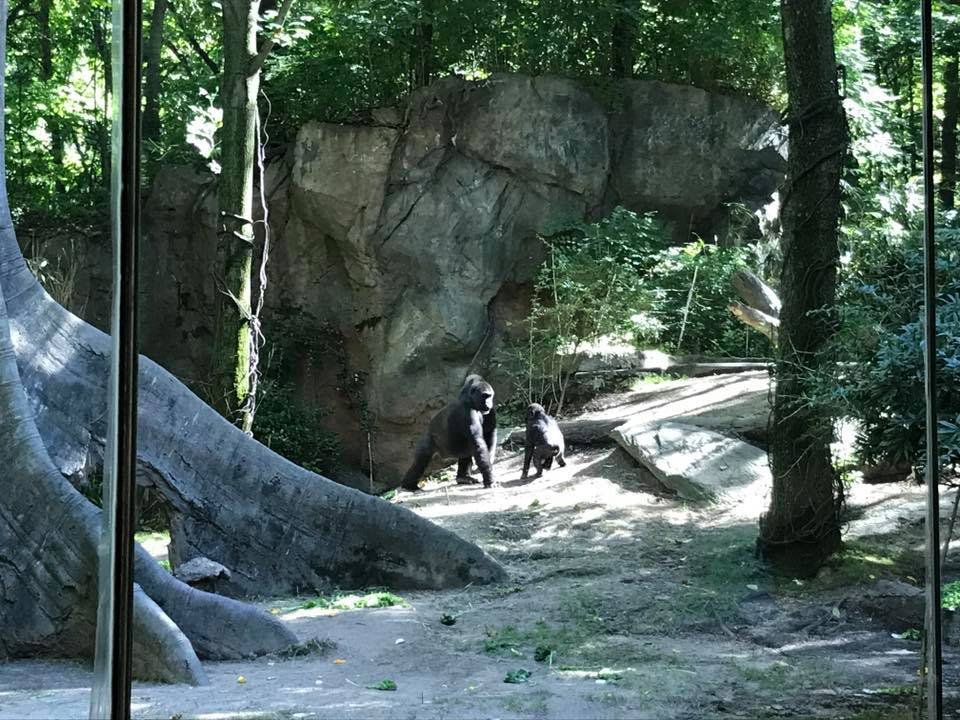 Congo Gorilla Forest